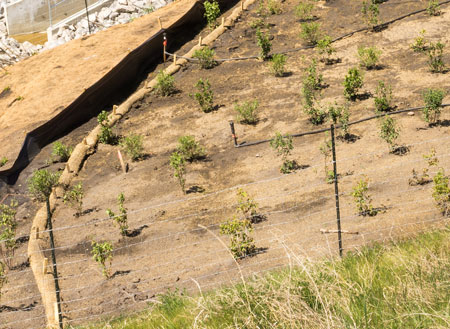 Coir logs and silt fence stopping water and sediment from entering waterways